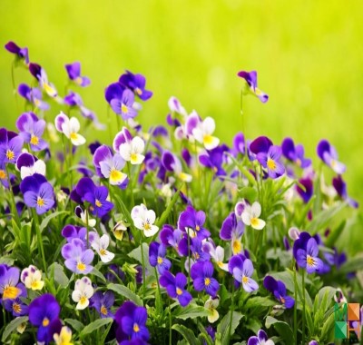  Tranh dán tường Hàn Quốc hoa păng-xê FW - 037